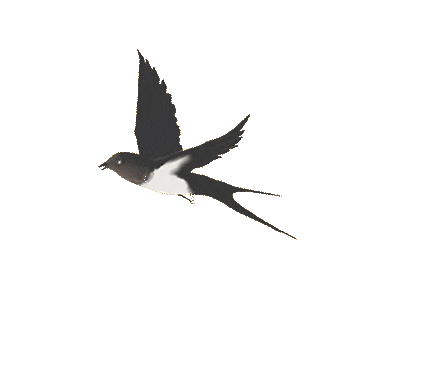 160604j3m557tht7uromoo.gif