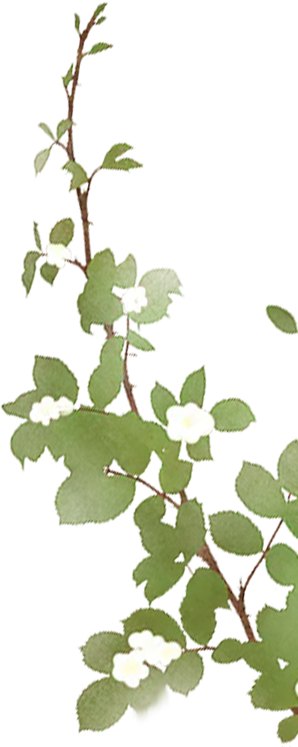 102452c65s2mmmmncnzjqm.png